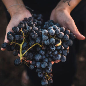 DEGUSTAZIONE IN CANTINA "MARILINA"