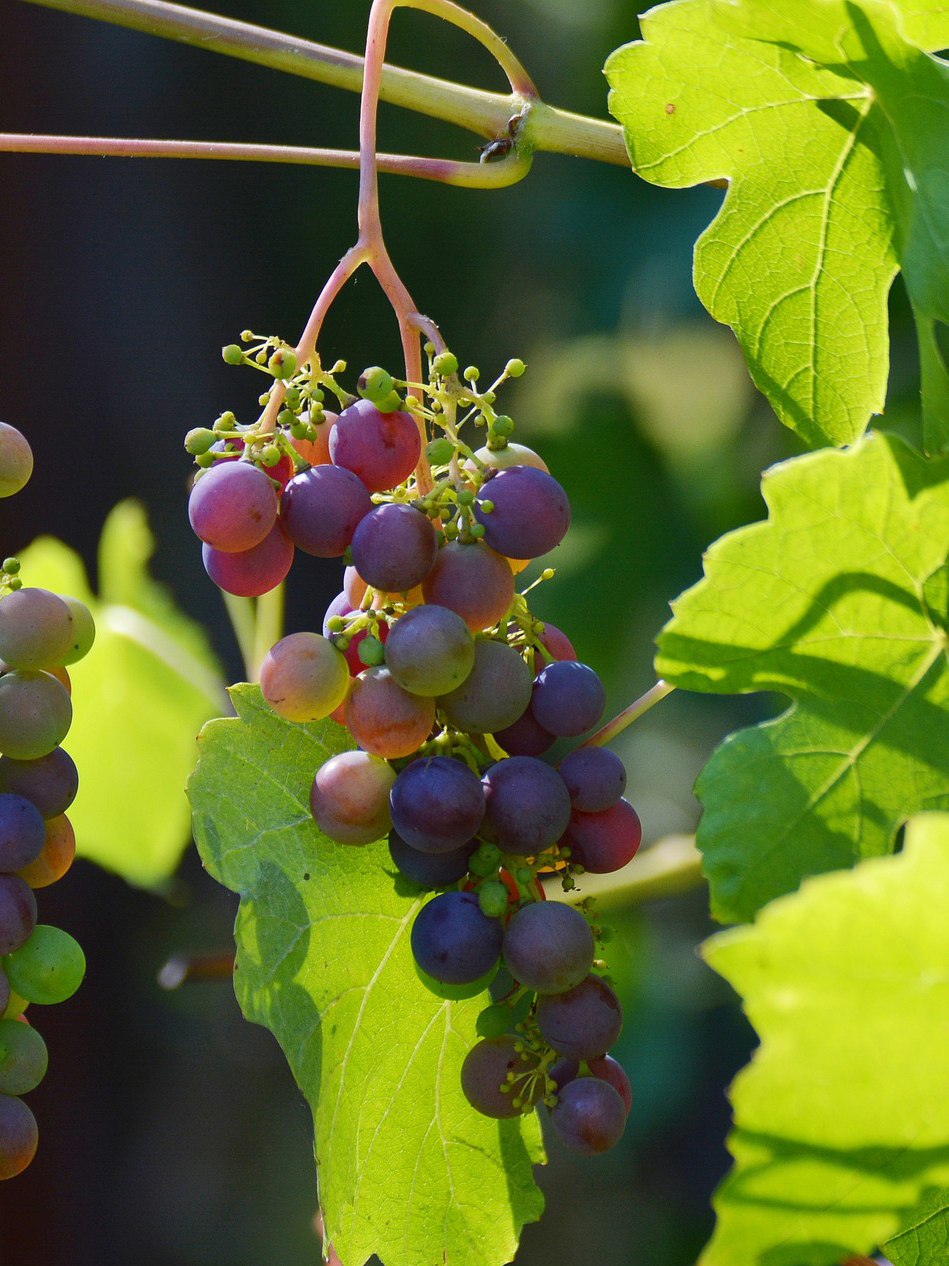 grapes-g694b0af63_1920