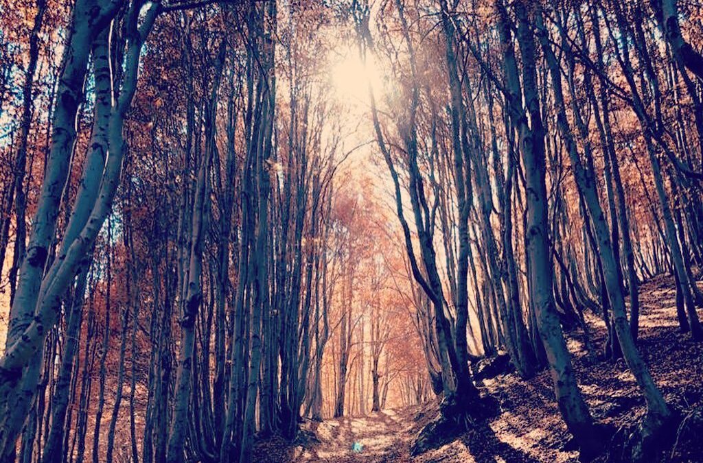 Etna North: Timparossa, the forest and its refuge