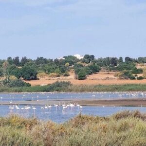 Fenicottero rosa, Vendicari, Birdwatching, Trekking Vendicari, Tour Vendicari, Siracusa Tour, Guida Vendicari, Birdwatching Siracusa