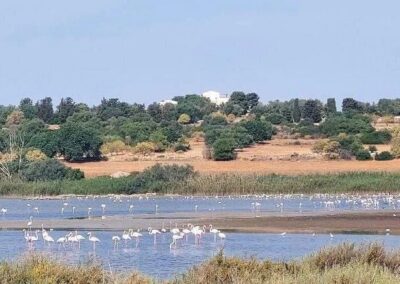 Fenicottero rosa, Vendicari, Birdwatching, Trekking Vendicari, Tour Vendicari, Siracusa Tour, Guida Vendicari, Birdwatching Siracusa