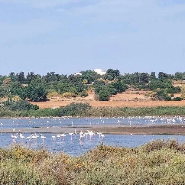 Fenicottero rosa, Vendicari, Birdwatching, Trekking Vendicari, Tour Vendicari, Siracusa Tour, Guida Vendicari, Birdwatching Siracusa
