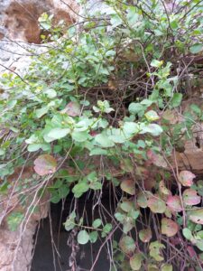 Capers, Cultivation Sicily, Sicilian plants