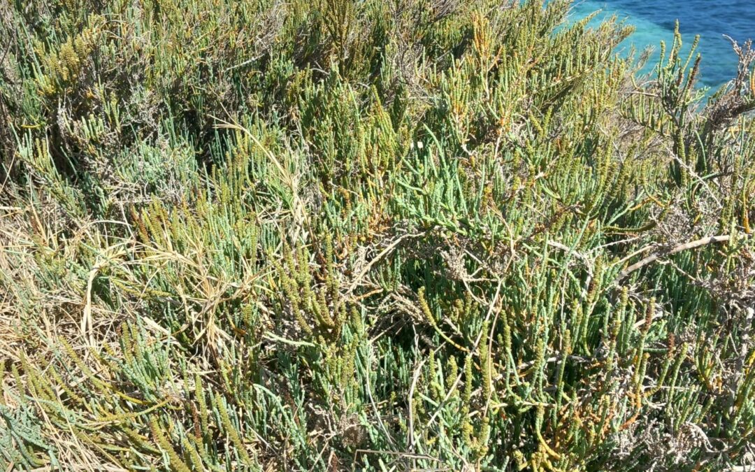 La Salicornia, pianta mediterranea gustosa e ricca di proprietà
