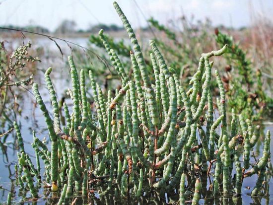 salicornia cucina proprietà my siracusa vendicari plemmirio